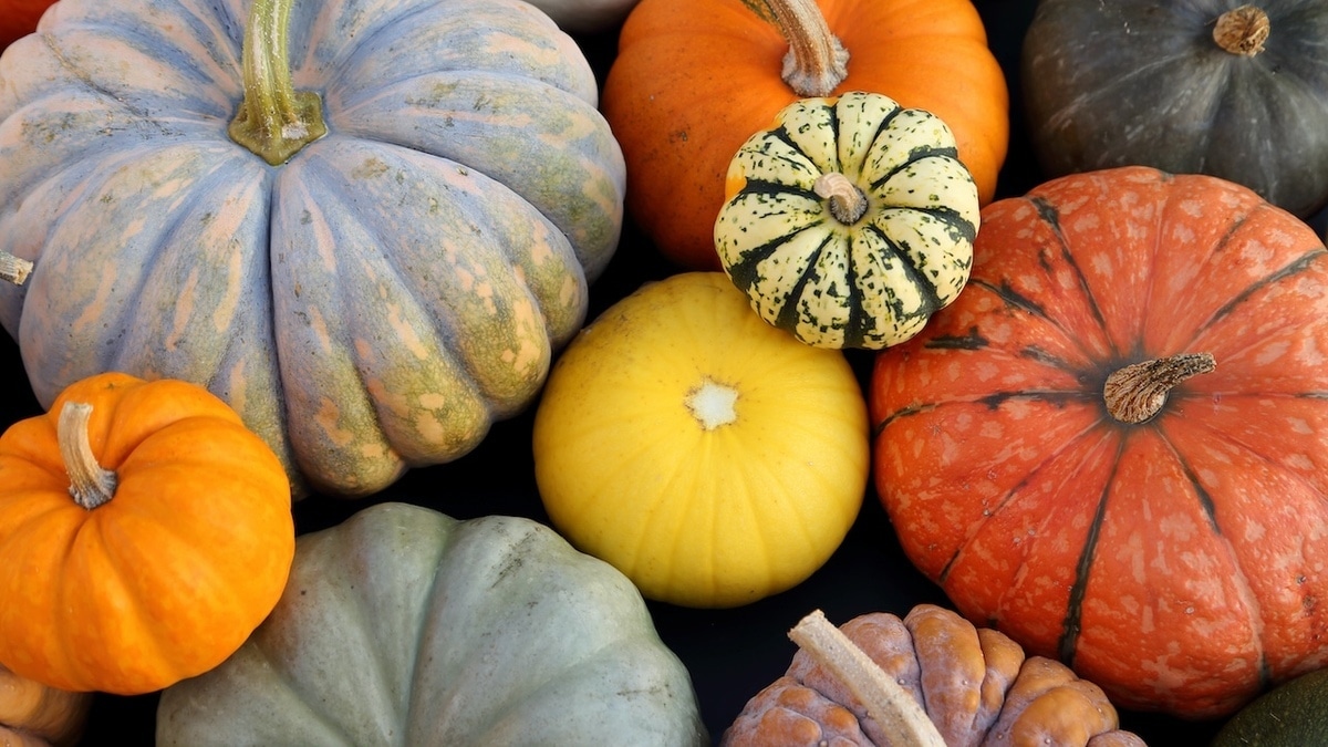Крупная или мелкая? Эксперт сказал, сколько весит самая вкусная тыква