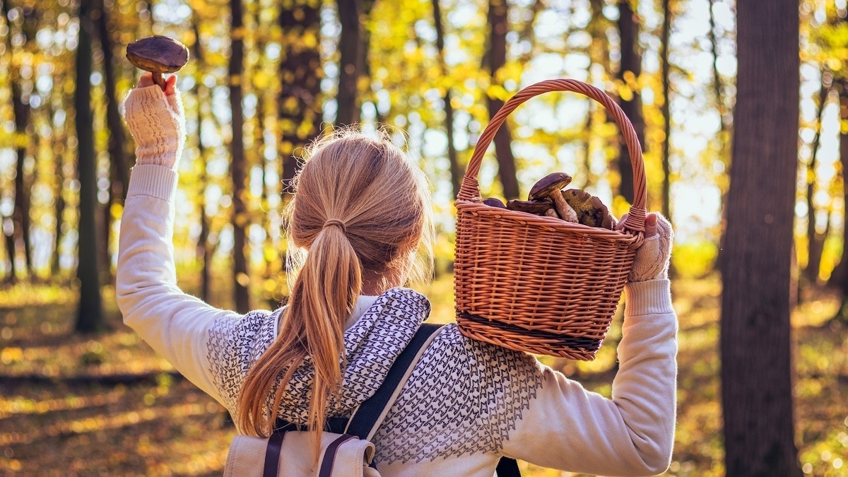 Еще успеете! Какие грибы можно собирать в октябре Еще успеете! Какие грибы можно собирать в октябре