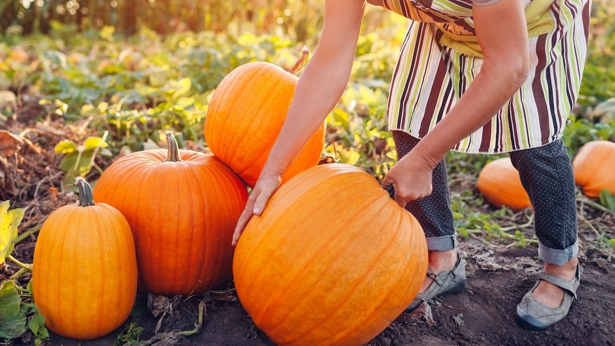 Как почистить и нарезать жесткую, большую или слишком «неправильную» тыкву? Рассказал шеф-повар