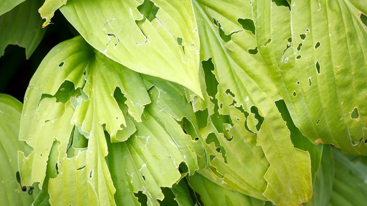 Найден еще один эффективный и бюджетный способ избавиться от слизней на участке