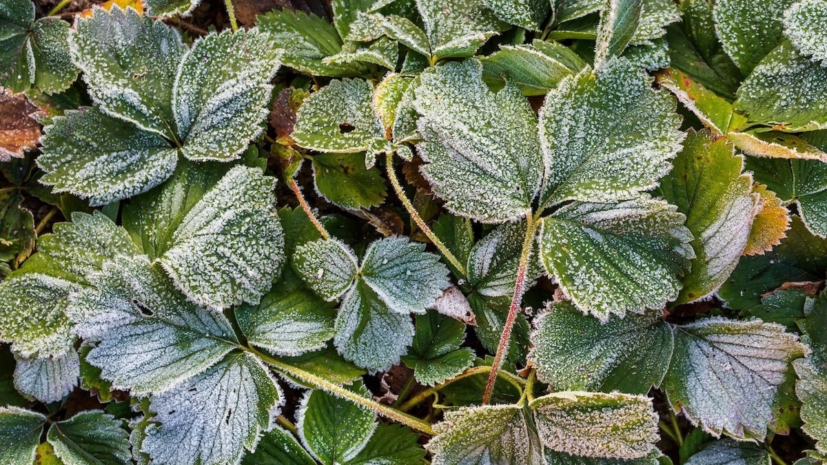 Как и когда сажать клубнику осенью? Главная дачница страны объяснила все нюансы 