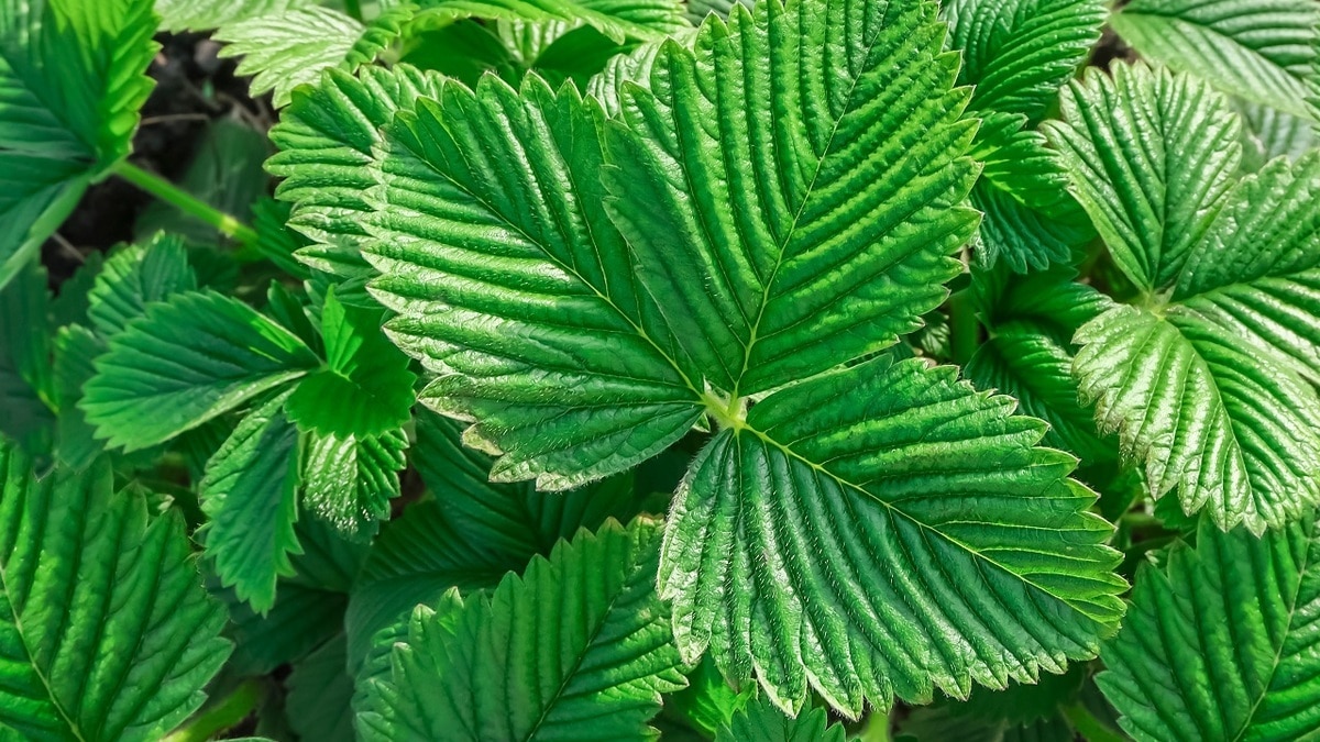 Агроном призвала не брать рассаду клубники у соседей по даче — в чем опасность?