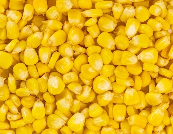 Свежая, вареная или консервированная: какая кукуруза полезнее? Свежая, вареная или консервированная: какая кукуруза полезнее?