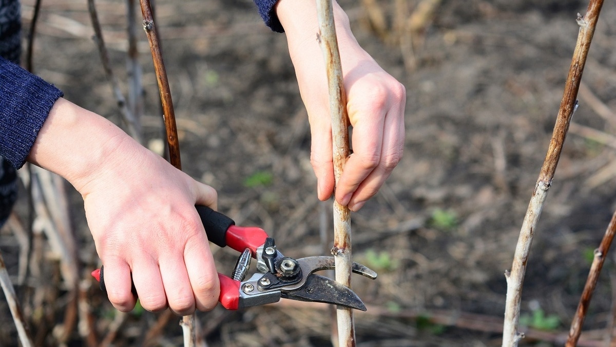 Еще не поздно! Вот что нужно успеть сделать с малиной на даче в ноябре