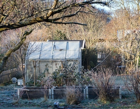 Порадуют красотой летом и укрепят почву зимой: вот что нужно посадить на даче в ноябре