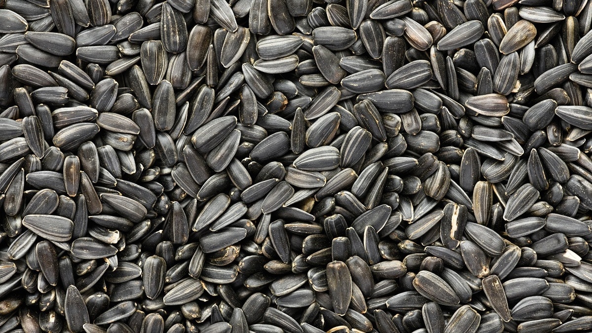 Кариес и камни в желчном: чем еще опасны жареные семечки?