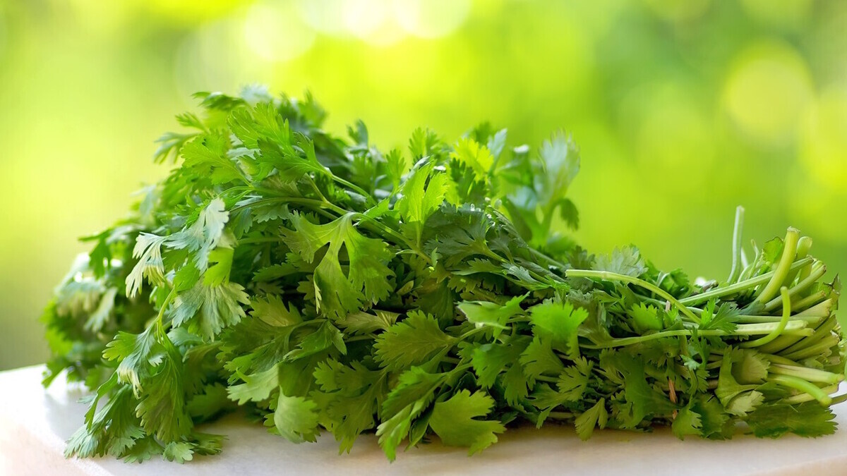 Доктор Мясников обозначил, кому не стоит есть петрушку и кинзу Доктор Мясников обозначил, кому не стоит есть петрушку и кинзу