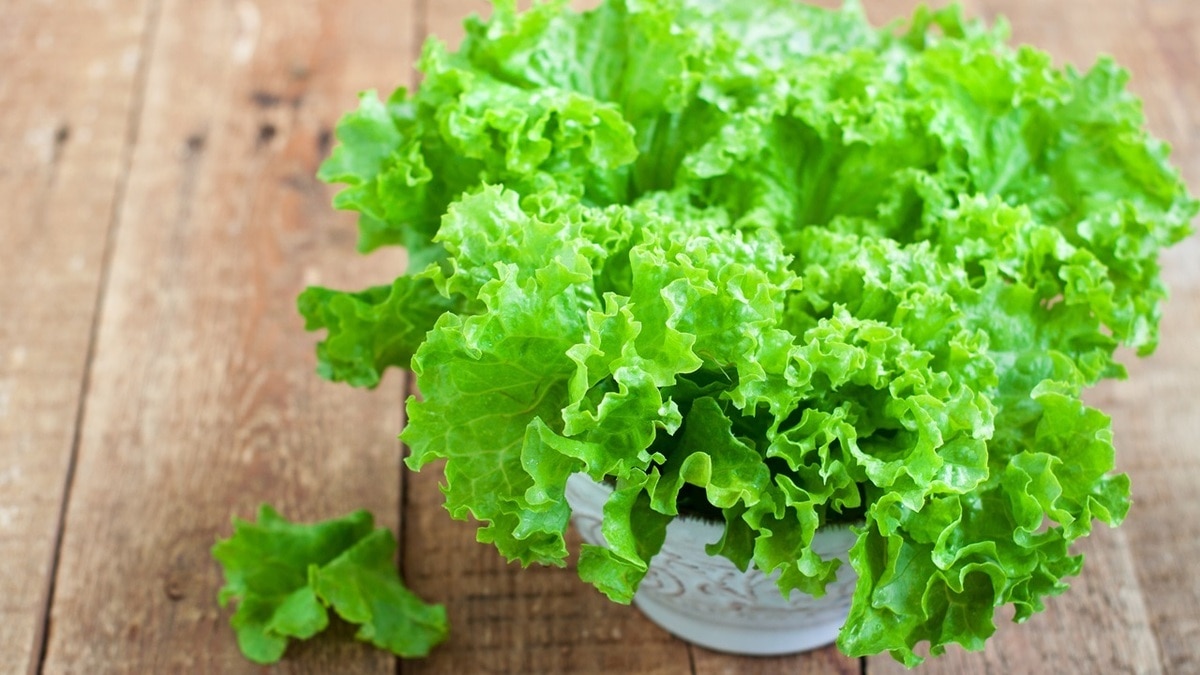 Эта зелень поможет и желудку, и кишечнику — уверен доктор Александр Мясников