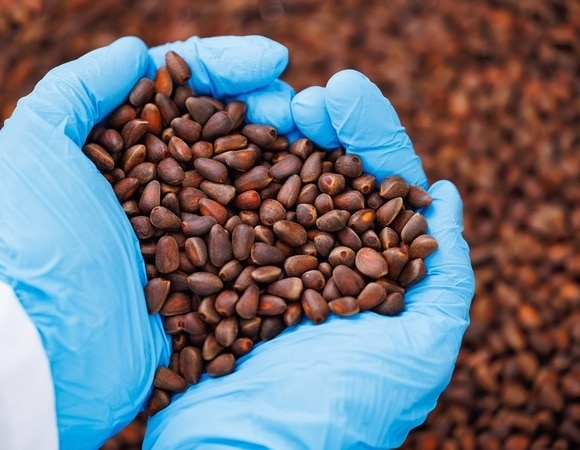 Как чистить кедровые орехи в домашних условиях: два способа, с которыми справится даже ребенок