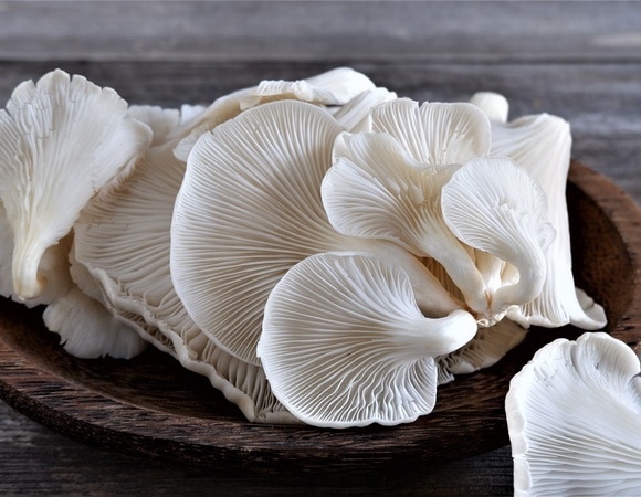 Эти грибы помогут сохранить молодость кожи и избавят от морщин — уверена Елена Малышева