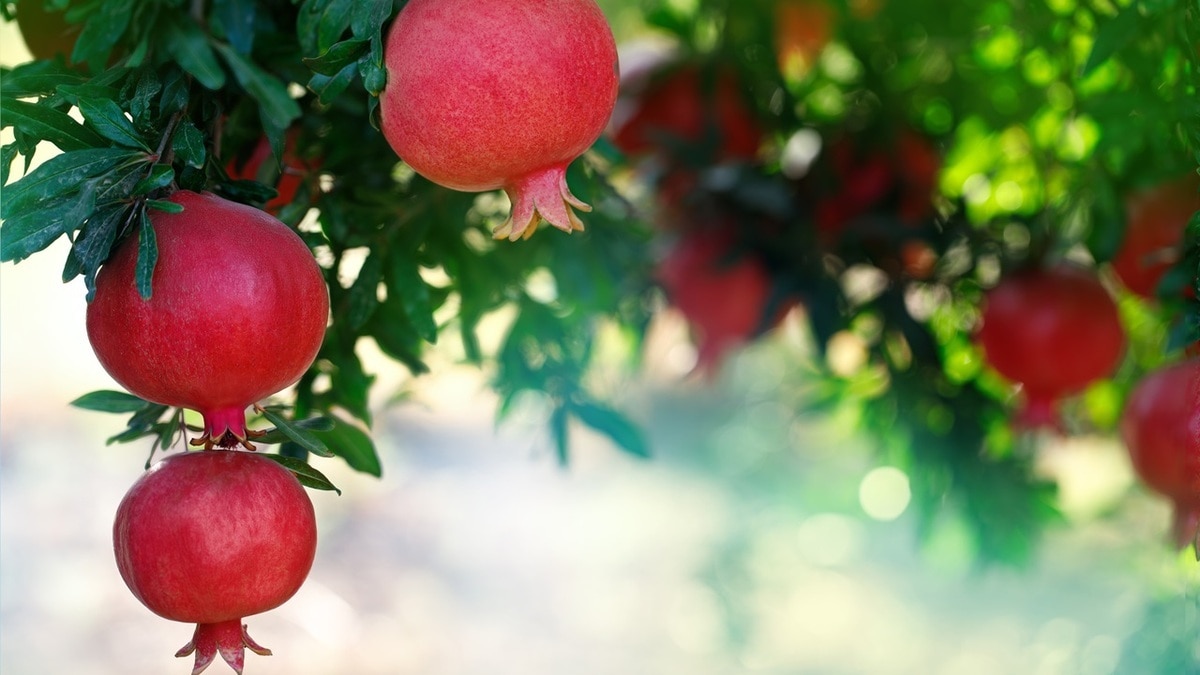 Как правильно есть гранат — смузи, салаты и даже мясо приобретут невероятный вкус