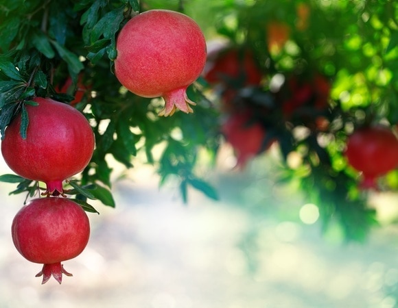 Как правильно есть гранат — смузи, салаты и даже мясо приобретут невероятный вкус Как правильно есть гранат — смузи, салаты и даже мясо приобретут невероятный вкус