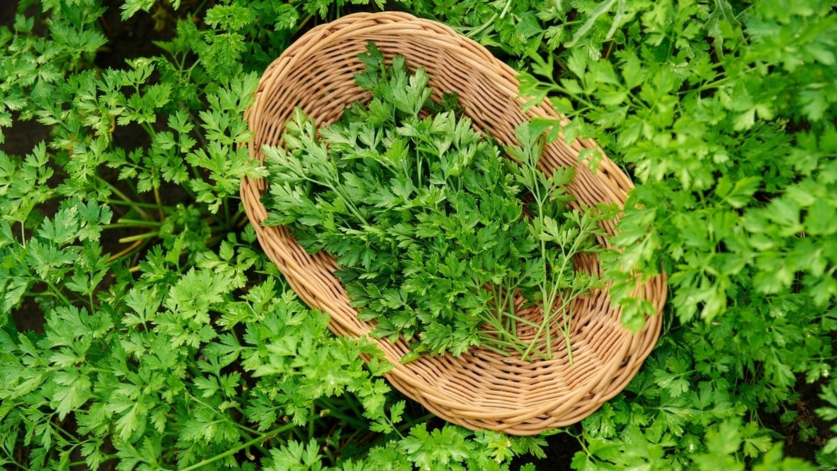 Поможет ли петрушка при мочекаменной болезни и простатите: уролог объяснил все тонкости