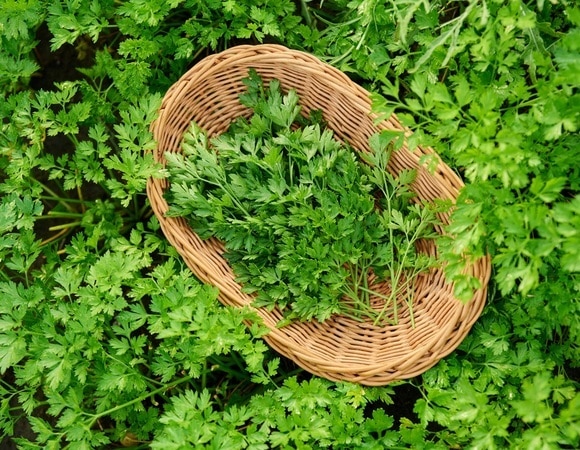 Поможет ли петрушка при мочекаменной болезни и простатите: уролог объяснил все тонкости Поможет ли петрушка при мочекаменной болезни и простатите: уролог объяснил все тонкости