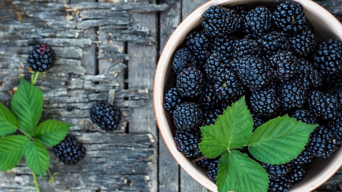 Кому обязательно нужно есть ежевику? Теледоктор Малышева расставила приоритеты