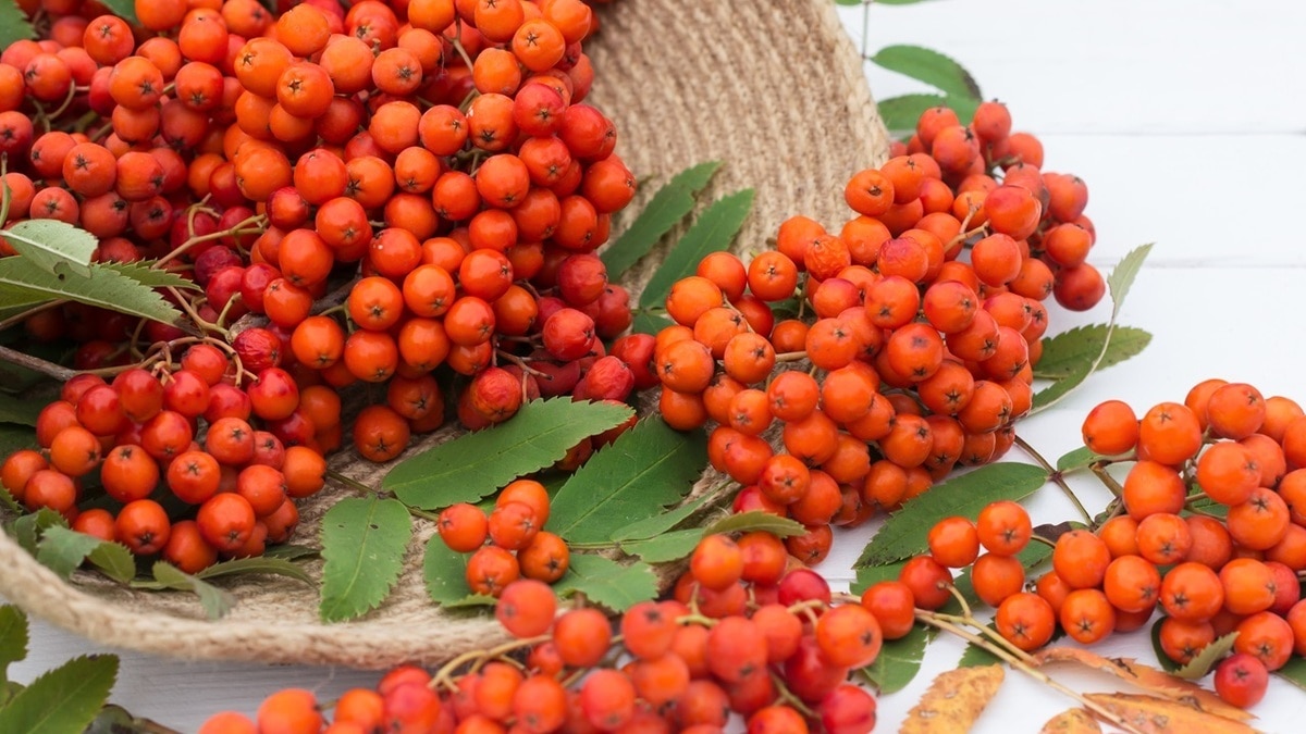 Можно ли лечить болезни рябиной? Ответ на этот вопрос дал врач Можно ли лечить болезни рябиной? Ответ на этот вопрос дал врач