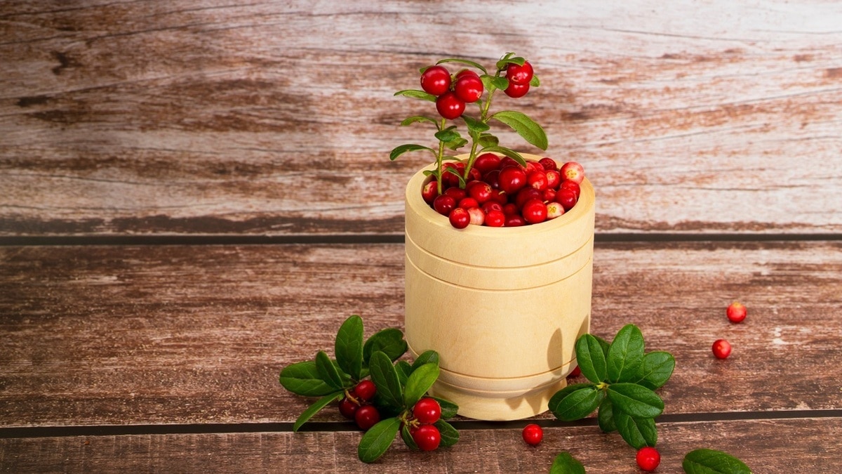 Как сделать полезное мороженое из клюквы — доктор Агапкин поделился рецептом