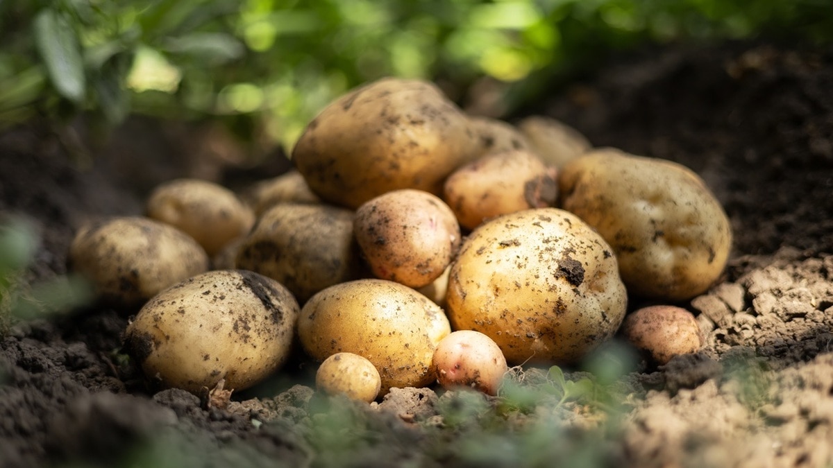 Как выбрать хорошую картошку? Шеф-повар рекомендуют запомнить четыре пункта