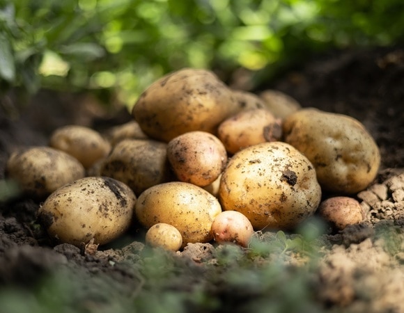 Как выбрать хорошую картошку? Шеф-повар рекомендуют запомнить четыре пункта Как выбрать хорошую картошку? Шеф-повар рекомендуют запомнить четыре пункта