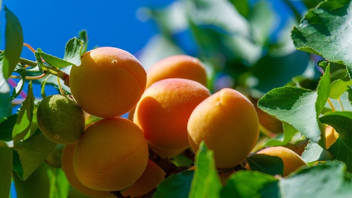 Лучшая каша для вечной молодости — врач Агапкин раскрыл секрет кавказского долголетия