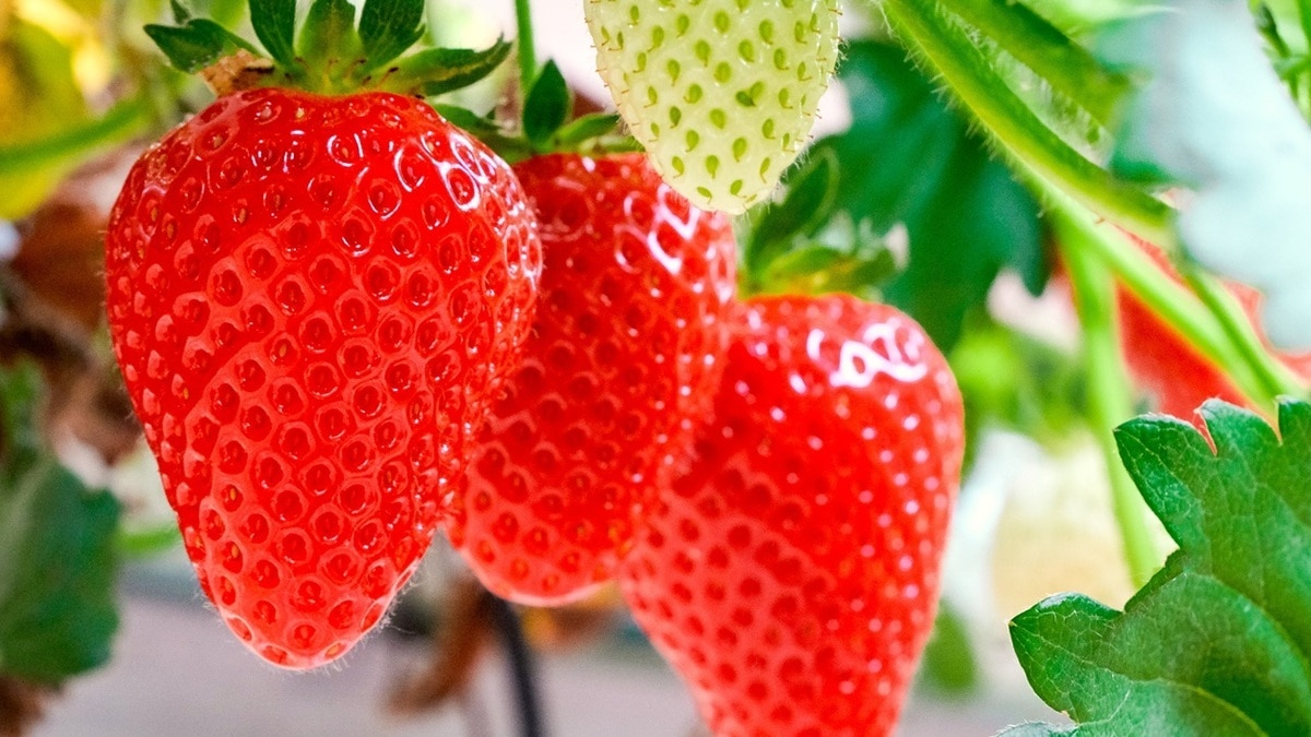 Закроет норму для здоровья сердца: диетолог Гинзбург призвал налегать на эту ягоду