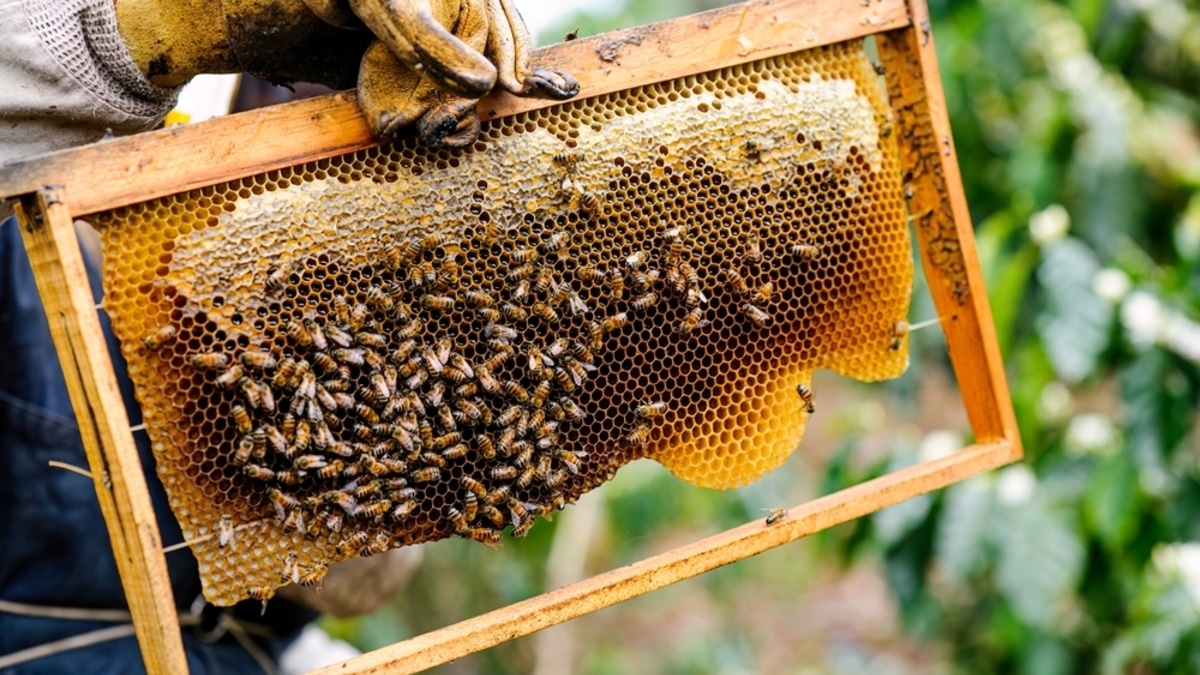 Какие-то неправильные пчелы? Как определить натуральность меда без лабораторной экспертизы