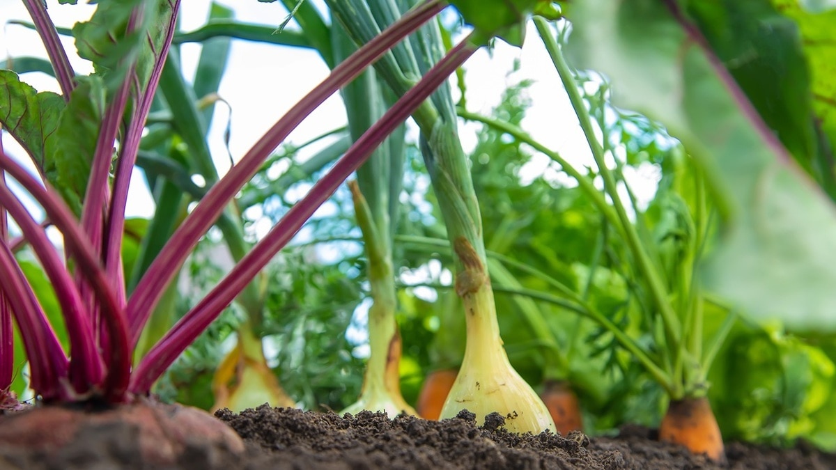 Основа основ: доктор Мясников раскрыл лечебные свойства знаменитого «борщевого набора»