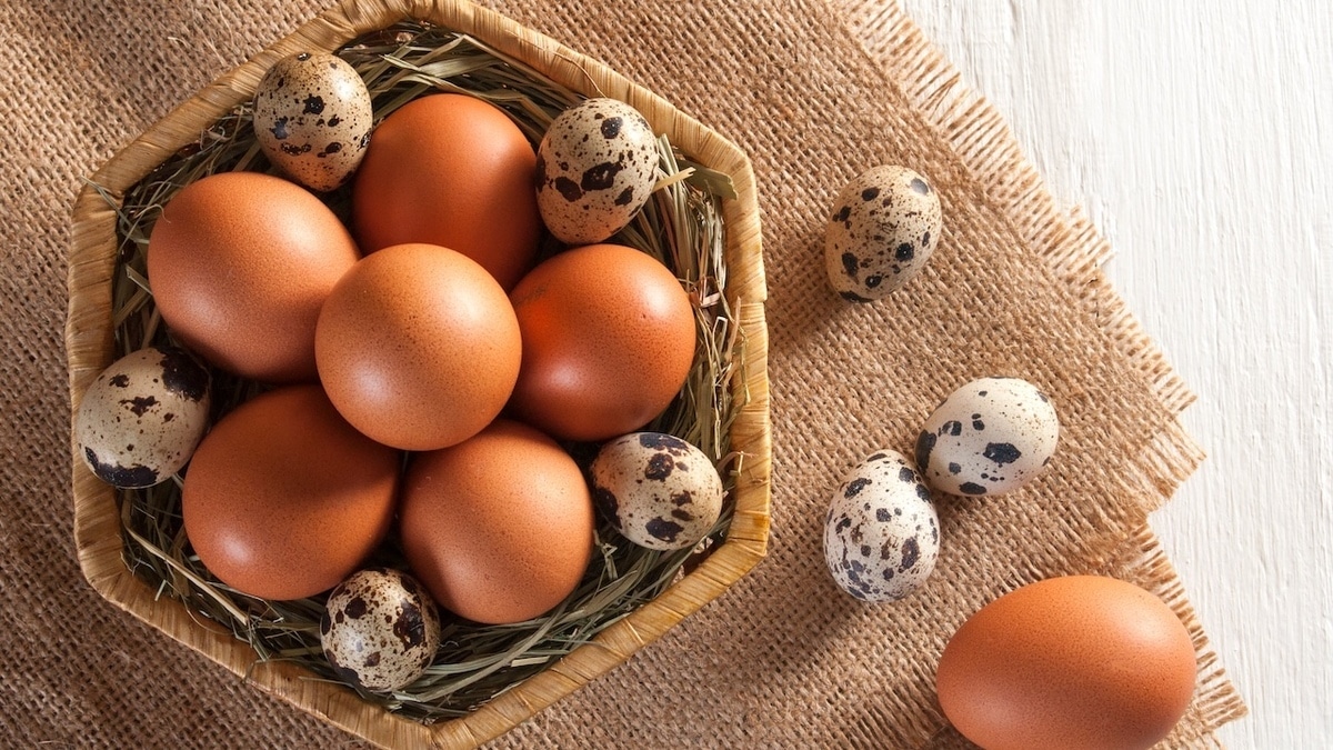 Какие яйца полезнее: куриные или перепелиные? 
