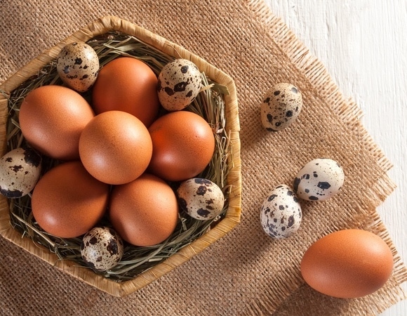 Какие яйца полезнее: куриные или перепелиные? Какие яйца полезнее: куриные или перепелиные?