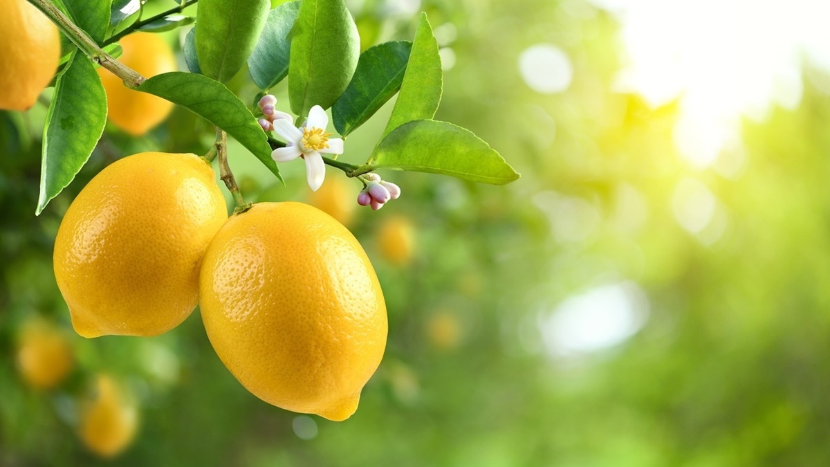 Кому особенно полезен сок лимона? Врач Агапкин объяснил его преимущества для ЖКТ