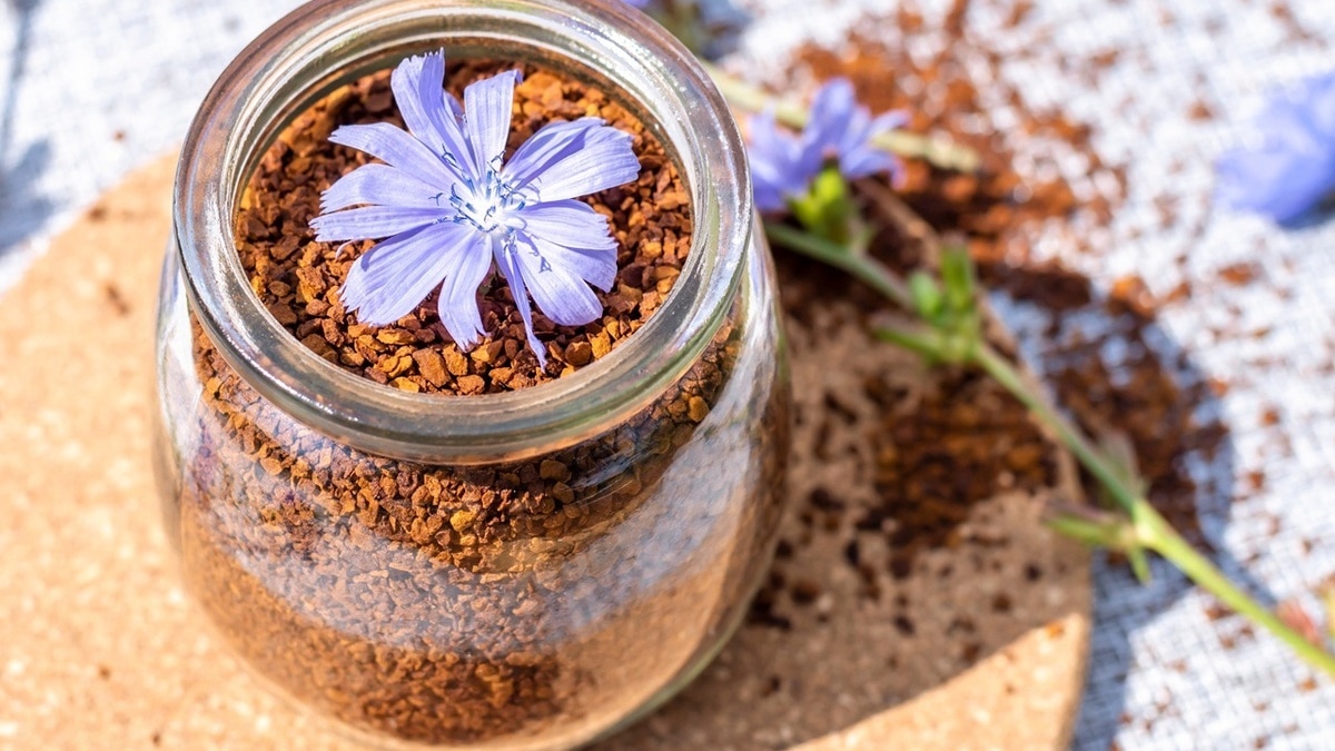 Не весь цикорий одинаково полезен — о чем говорит насыщенность этого бодрящего напитка