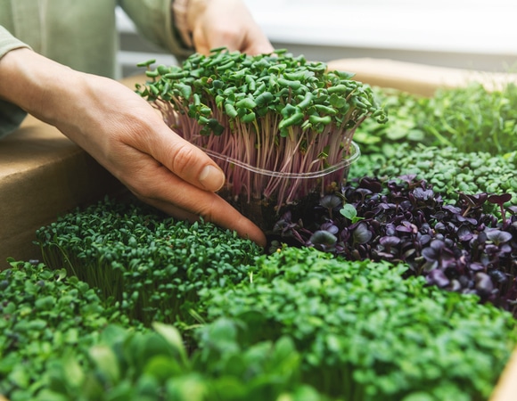 Микрозелень: секрет крошечных растений, которые покорили мир здорового питания