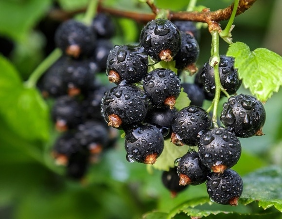 Доктор Малышева назвала самую полезную ягоду — может защитить даже от рака