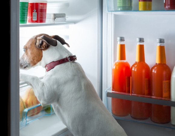 Можно ли кормить питомца со стола? Зоопсихолог Волков назвал ряд ограничений