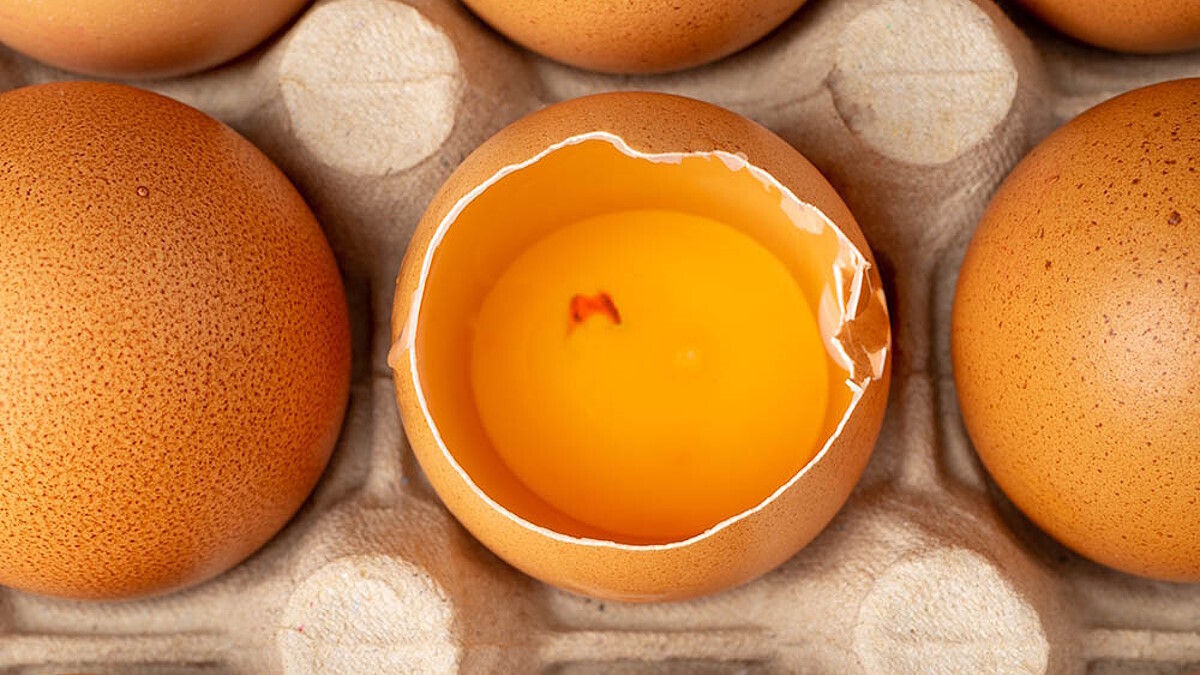 В желтке красное пятно — можно ли есть такое яйцо? 