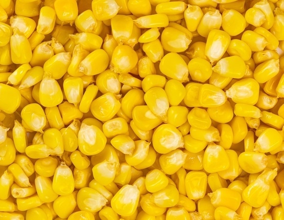 Иммунитет под защитой кукурузы: какую пользу приносят организму эти яркие крошечные зерна
