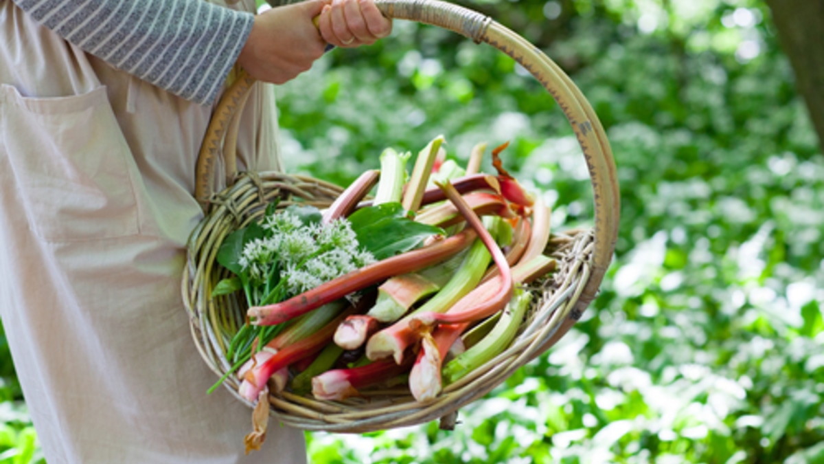 Опасно для почек: избегайте этого овоща — в дуэте с «молочкой» он способствует образованию камней