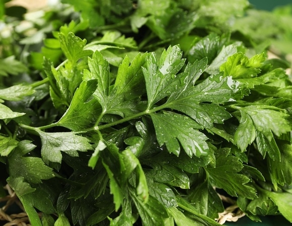 «Весенние короли»: в Роспотребнадзоре сказали, какую зелень употреблять в межсезонье