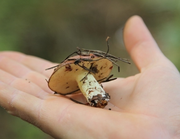 Открываем сезон: миколог перечислил грибы, которые можно найти в марте 