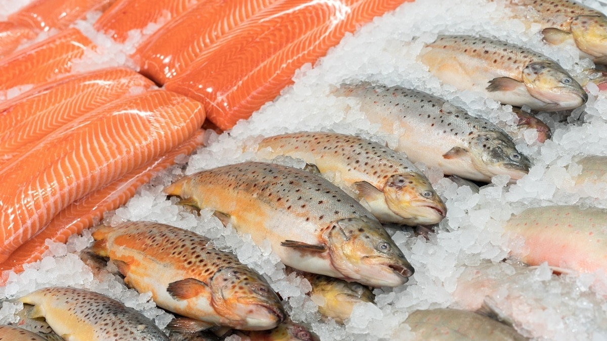 Какую рыбу выбрать для омега-3: доктор Мясников раскрыл секрет защиты от диабета и ожирения