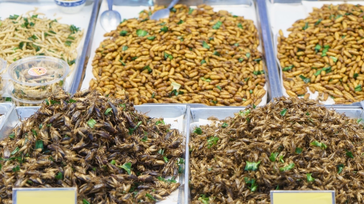 «Очень чистый продукт»: смогут ли насекомые заменить мясо, ответил доктор Мясников 