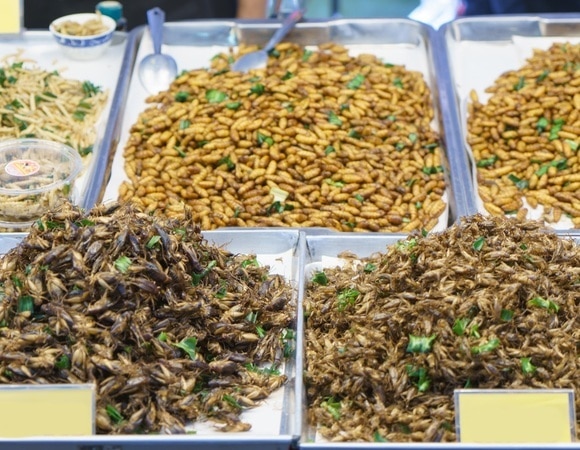 «Очень чистый продукт»: смогут ли насекомые заменить мясо, ответил доктор Мясников 