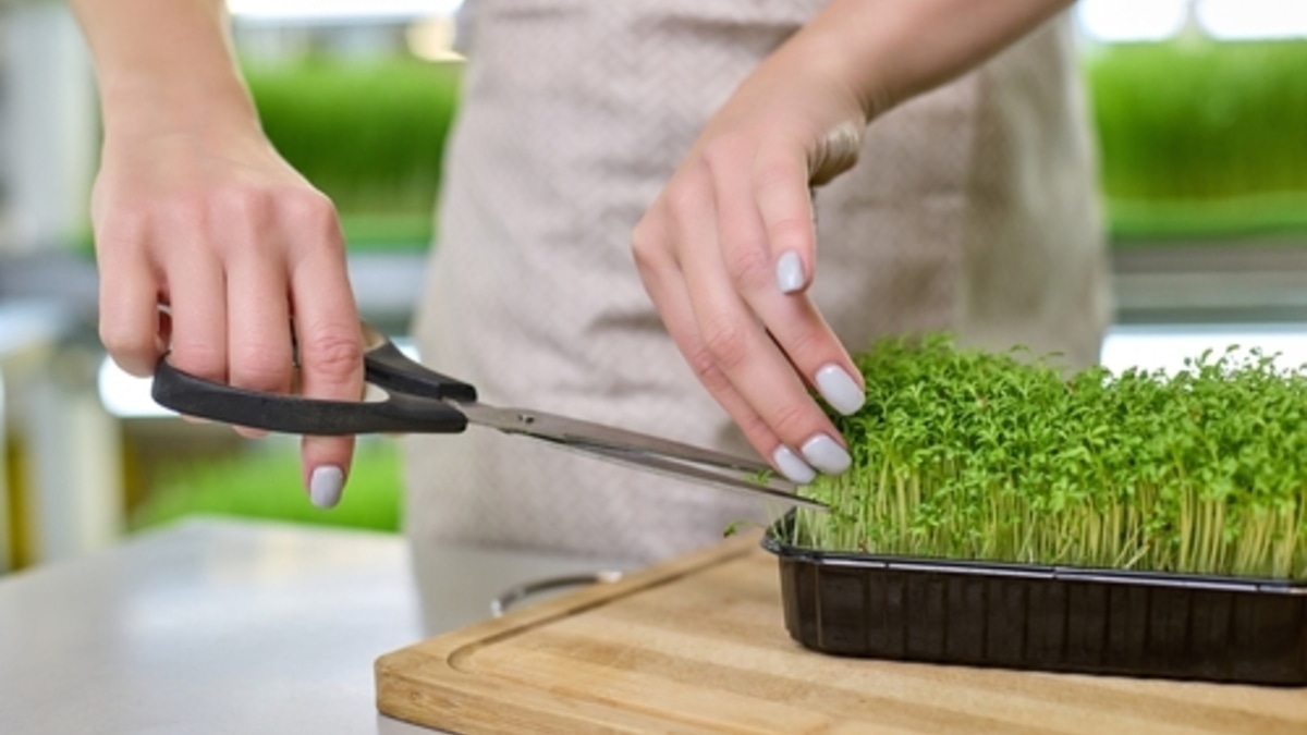 «Топить печь дорогой мебелью»: как правильно употреблять микрозелень, чтобы не выбрасывать деньги на ветер «Топить печь дорогой мебелью»: как правильно употреблять микрозелень, чтобы не выбрасывать деньги на ветер