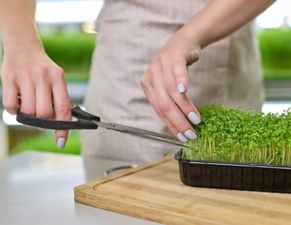 «Топить печь дорогой мебелью»: как правильно употреблять микрозелень, чтобы не выбрасывать деньги на ветер «Топить печь дорогой мебелью»: как правильно употреблять микрозелень, чтобы не выбрасывать деньги на ветер
