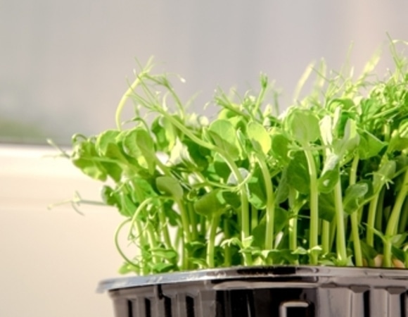 «Замучаетесь отмывать»: можно ли вырастить микрозелень дома без лишних хлопот — мнение агронома