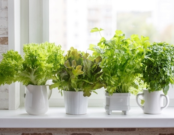 Огород на подоконнике: агроном подсказала, что можно посеять в марте и апреле 