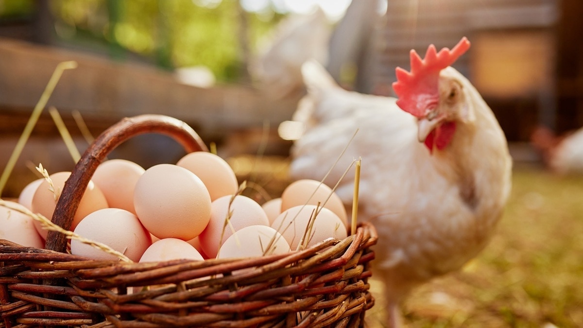 В каких случаях чай и яйца могут навредить, объяснил доктор Мясников