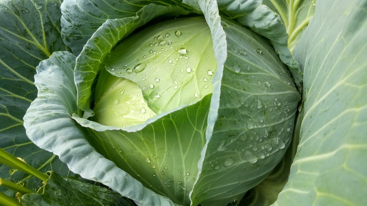 «Снижают плохой холестерин»: доктор Мясников пояснил, какие овощи обязательно должны быть в рационе «Снижают плохой холестерин»: доктор Мясников пояснил, какие овощи обязательно должны быть в рационе