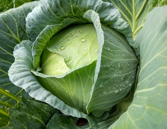 «Снижают плохой холестерин»: доктор Мясников пояснил, какие овощи обязательно должны быть в рационе «Снижают плохой холестерин»: доктор Мясников пояснил, какие овощи обязательно должны быть в рационе