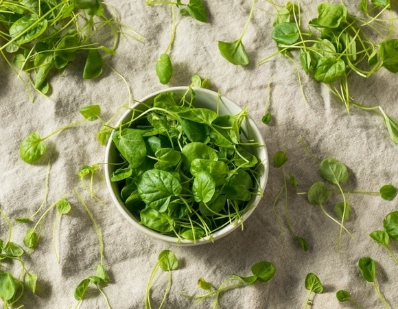 Одна из самых богатых на планете: гастроэнтеролог назвала зелень, которая помогает омолодить кожу